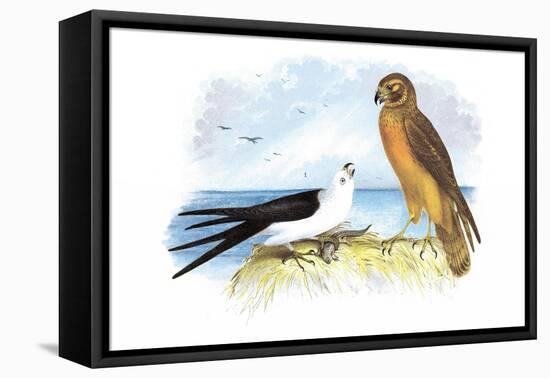 Swallow-Tailed Kite and Marsh Hawk-Theodore Jasper-Framed Stretched Canvas