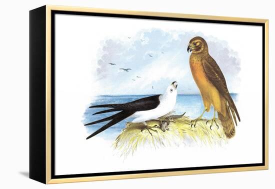 Swallow-Tailed Kite and Marsh Hawk-Theodore Jasper-Framed Stretched Canvas