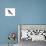 Swallow-Tailed Kite (Elanoides Forficatus), Birds-Encyclopaedia Britannica-Framed Stretched Canvas displayed on a wall