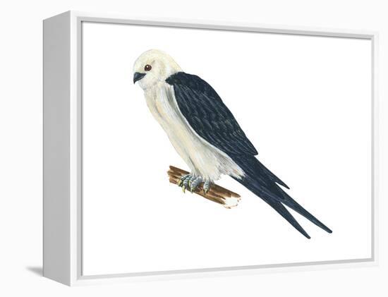 Swallow-Tailed Kite (Elanoides Forficatus), Birds-Encyclopaedia Britannica-Framed Stretched Canvas
