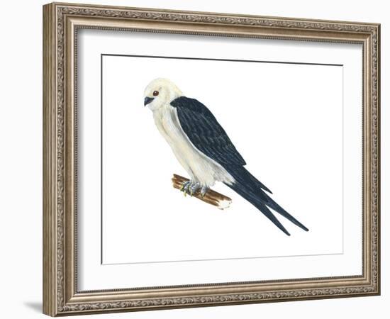 Swallow-Tailed Kite (Elanoides Forficatus), Birds-Encyclopaedia Britannica-Framed Art Print