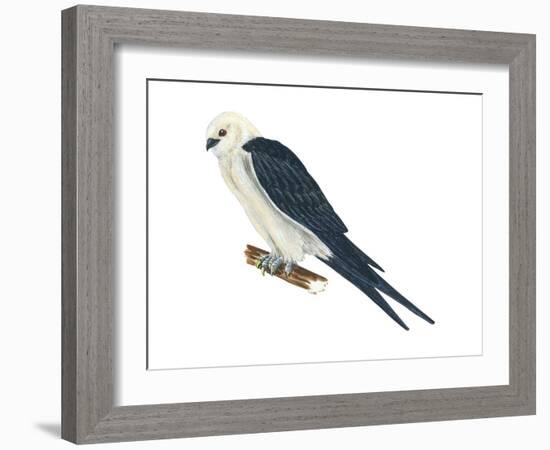 Swallow-Tailed Kite (Elanoides Forficatus), Birds-Encyclopaedia Britannica-Framed Art Print