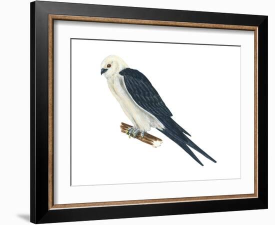 Swallow-Tailed Kite (Elanoides Forficatus), Birds-Encyclopaedia Britannica-Framed Art Print