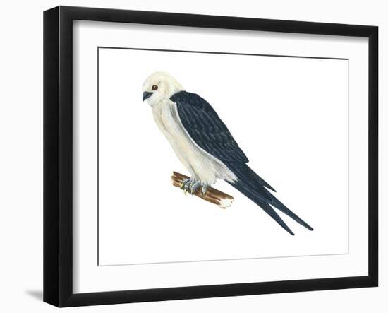 Swallow-Tailed Kite (Elanoides Forficatus), Birds-Encyclopaedia Britannica-Framed Art Print