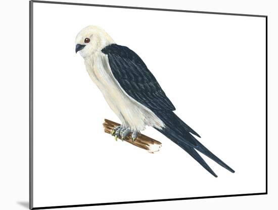 Swallow-Tailed Kite (Elanoides Forficatus), Birds-Encyclopaedia Britannica-Mounted Art Print