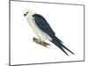 Swallow-Tailed Kite (Elanoides Forficatus), Birds-Encyclopaedia Britannica-Mounted Art Print