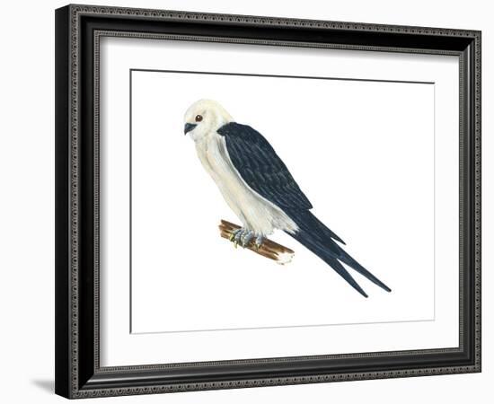 Swallow-Tailed Kite (Elanoides Forficatus), Birds-Encyclopaedia Britannica-Framed Art Print