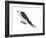 Swallow-Tailed Kite (Elanoides Forficatus), Birds-Encyclopaedia Britannica-Framed Art Print