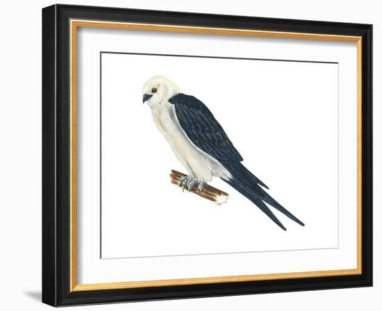 Swallow-Tailed Kite (Elanoides Forficatus), Birds-Encyclopaedia Britannica-Framed Art Print