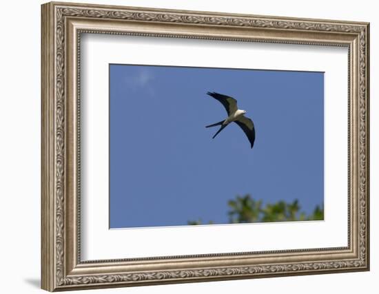 Swallow-Tailed Kite in Flight, Kissimmee Preserve SP, Florida-Maresa Pryor-Framed Photographic Print