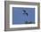 Swallow-Tailed Kite in Flight, Kissimmee Preserve SP, Florida-Maresa Pryor-Framed Photographic Print