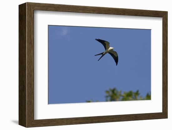 Swallow-Tailed Kite in Flight, Kissimmee Preserve SP, Florida-Maresa Pryor-Framed Photographic Print