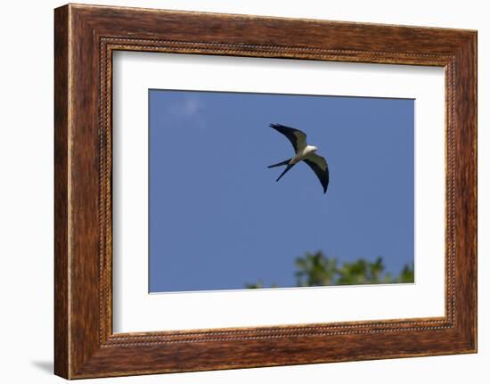 Swallow-Tailed Kite in Flight, Kissimmee Preserve SP, Florida-Maresa Pryor-Framed Photographic Print