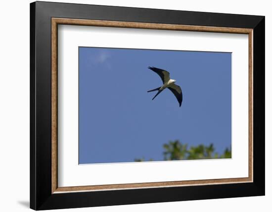 Swallow-Tailed Kite in Flight, Kissimmee Preserve SP, Florida-Maresa Pryor-Framed Photographic Print