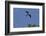 Swallow-Tailed Kite in Flight, Kissimmee Preserve SP, Florida-Maresa Pryor-Framed Photographic Print