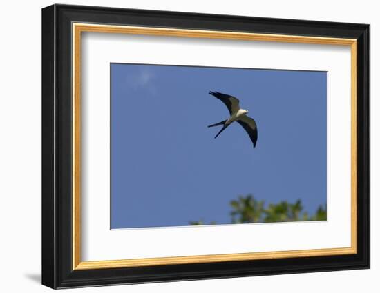 Swallow-Tailed Kite in Flight, Kissimmee Preserve SP, Florida-Maresa Pryor-Framed Photographic Print