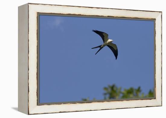 Swallow-Tailed Kite in Flight, Kissimmee Preserve SP, Florida-Maresa Pryor-Framed Premier Image Canvas