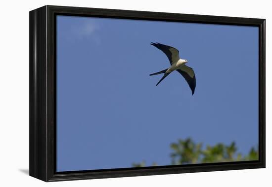 Swallow-Tailed Kite in Flight, Kissimmee Preserve SP, Florida-Maresa Pryor-Framed Premier Image Canvas