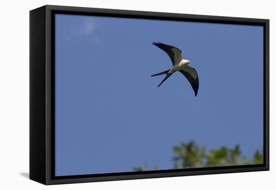 Swallow-Tailed Kite in Flight, Kissimmee Preserve SP, Florida-Maresa Pryor-Framed Premier Image Canvas