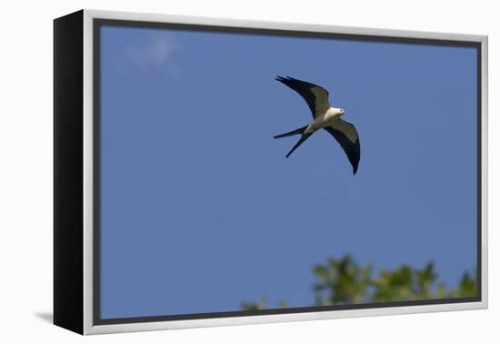 Swallow-Tailed Kite in Flight, Kissimmee Preserve SP, Florida-Maresa Pryor-Framed Premier Image Canvas