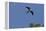Swallow-Tailed Kite in Flight, Kissimmee Preserve SP, Florida-Maresa Pryor-Framed Premier Image Canvas
