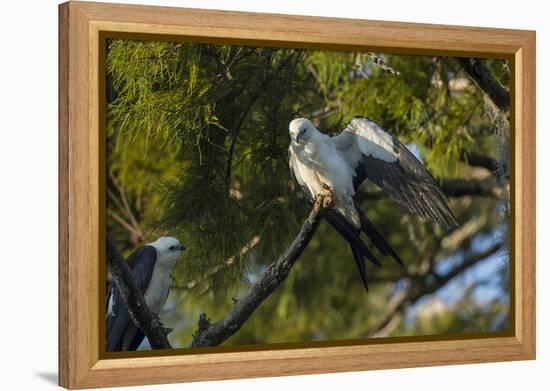 Swallow-Tailed Kite Preening at its Roost, Lake Woodruff NWR, Florida-Maresa Pryor-Framed Premier Image Canvas