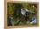 Swallow-Tailed Kite Preening at its Roost, Lake Woodruff NWR, Florida-Maresa Pryor-Framed Premier Image Canvas