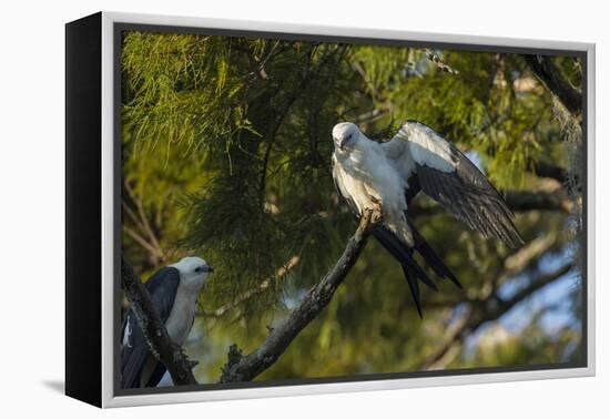 Swallow-Tailed Kite Preening at its Roost, Lake Woodruff NWR, Florida-Maresa Pryor-Framed Premier Image Canvas