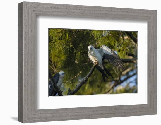 Swallow-Tailed Kite Preening at its Roost, Lake Woodruff NWR, Florida-Maresa Pryor-Framed Photographic Print