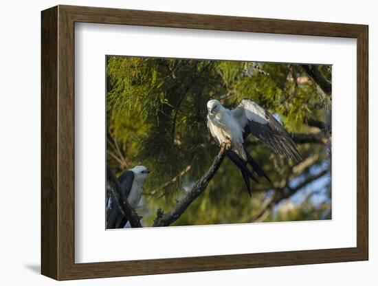 Swallow-Tailed Kite Preening at its Roost, Lake Woodruff NWR, Florida-Maresa Pryor-Framed Photographic Print