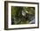 Swallow-Tailed Kite Preening at its Roost, Lake Woodruff NWR, Florida-Maresa Pryor-Framed Photographic Print