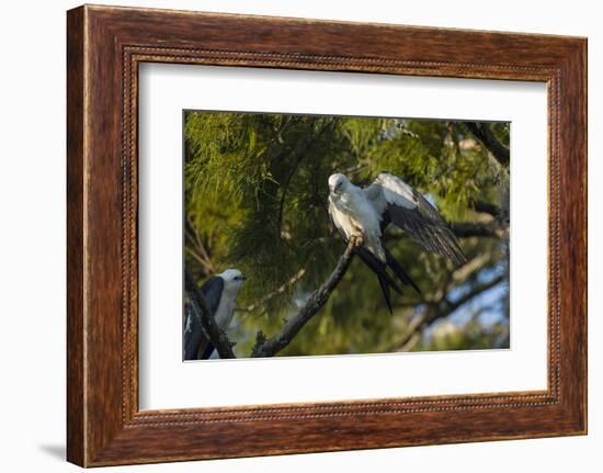 Swallow-Tailed Kite Preening at its Roost, Lake Woodruff NWR, Florida-Maresa Pryor-Framed Photographic Print