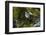 Swallow-Tailed Kite Preening at its Roost, Lake Woodruff NWR, Florida-Maresa Pryor-Framed Photographic Print