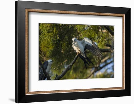 Swallow-Tailed Kite Preening at its Roost, Lake Woodruff NWR, Florida-Maresa Pryor-Framed Photographic Print