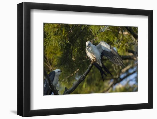 Swallow-Tailed Kite Preening at its Roost, Lake Woodruff NWR, Florida-Maresa Pryor-Framed Photographic Print