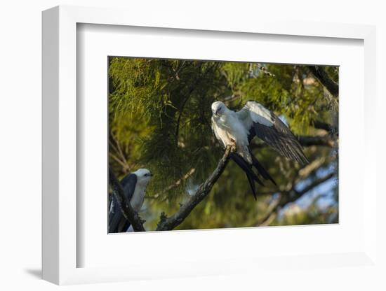 Swallow-Tailed Kite Preening at its Roost, Lake Woodruff NWR, Florida-Maresa Pryor-Framed Photographic Print