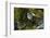 Swallow-Tailed Kite Preening at its Roost, Lake Woodruff NWR, Florida-Maresa Pryor-Framed Photographic Print