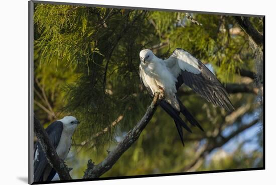 Swallow-Tailed Kite Preening at its Roost, Lake Woodruff NWR, Florida-Maresa Pryor-Mounted Photographic Print