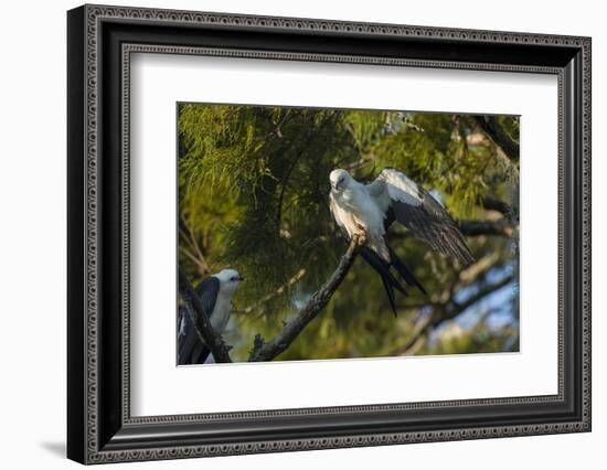 Swallow-Tailed Kite Preening at its Roost, Lake Woodruff NWR, Florida-Maresa Pryor-Framed Photographic Print