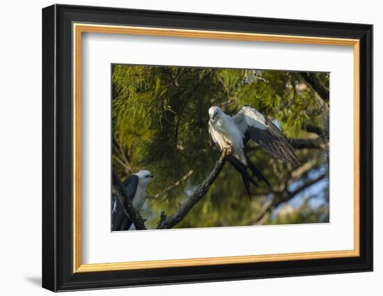 Swallow-Tailed Kite Preening at its Roost, Lake Woodruff NWR, Florida-Maresa Pryor-Framed Photographic Print