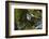 Swallow-Tailed Kite Preening at its Roost, Lake Woodruff NWR, Florida-Maresa Pryor-Framed Photographic Print