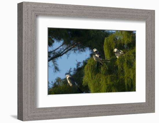 Swallow-Tailed Kites Roosting, Lake Woodruff NWR, Florida-Maresa Pryor-Framed Photographic Print