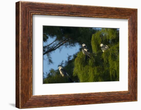 Swallow-Tailed Kites Roosting, Lake Woodruff NWR, Florida-Maresa Pryor-Framed Photographic Print