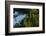 Swallow-Tailed Kites Roosting, Lake Woodruff NWR, Florida-Maresa Pryor-Framed Photographic Print