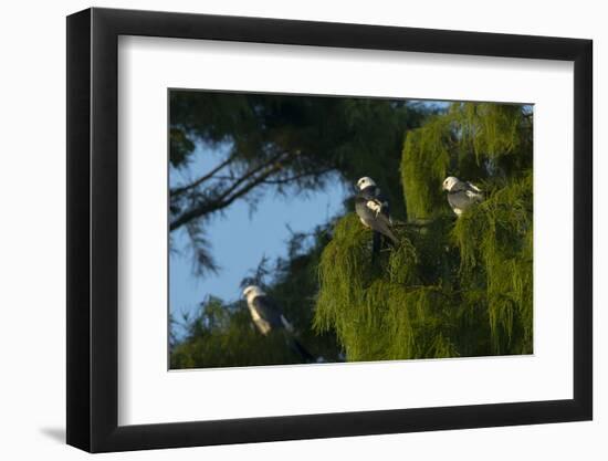 Swallow-Tailed Kites Roosting, Lake Woodruff NWR, Florida-Maresa Pryor-Framed Photographic Print