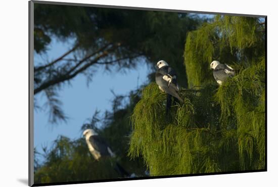 Swallow-Tailed Kites Roosting, Lake Woodruff NWR, Florida-Maresa Pryor-Mounted Photographic Print