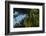 Swallow-Tailed Kites Roosting, Lake Woodruff NWR, Florida-Maresa Pryor-Framed Photographic Print