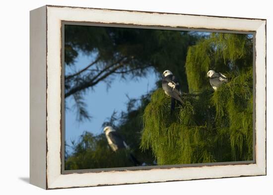 Swallow-Tailed Kites Roosting, Lake Woodruff NWR, Florida-Maresa Pryor-Framed Premier Image Canvas