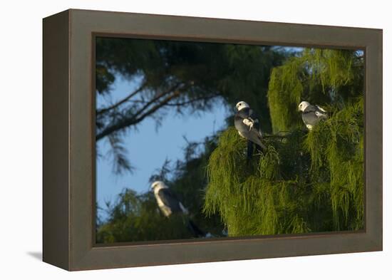 Swallow-Tailed Kites Roosting, Lake Woodruff NWR, Florida-Maresa Pryor-Framed Premier Image Canvas