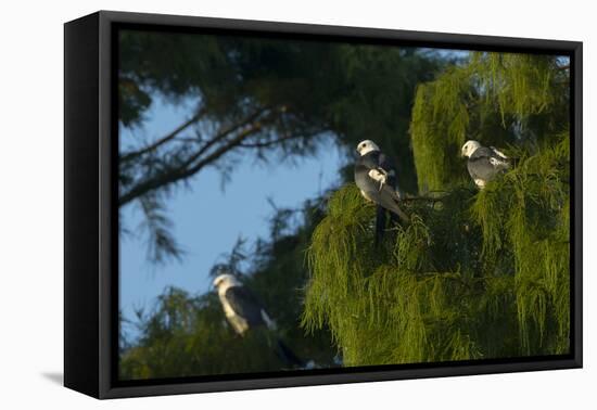 Swallow-Tailed Kites Roosting, Lake Woodruff NWR, Florida-Maresa Pryor-Framed Premier Image Canvas